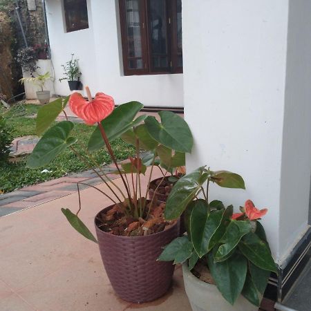 Holly House Homestay Ella Extérieur photo